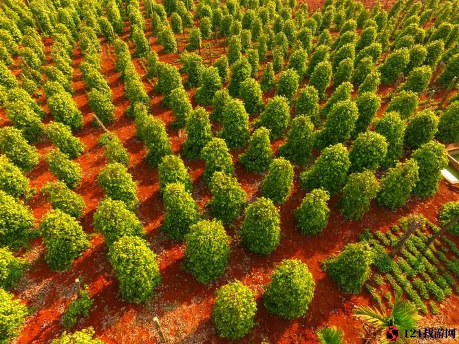 缺氧怎么完美种植胡椒树 最完美种植胡椒树方法