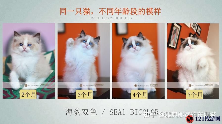 猫之城布偶猫主题基因深度解析：探索布偶猫的独特基因览之旅